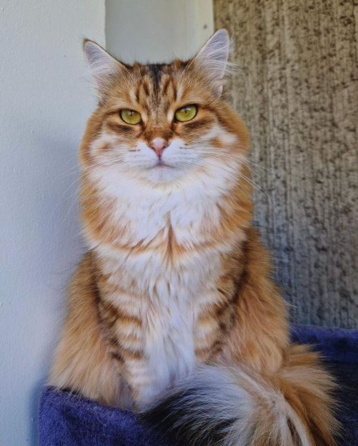 Sibirisk katt Ursula